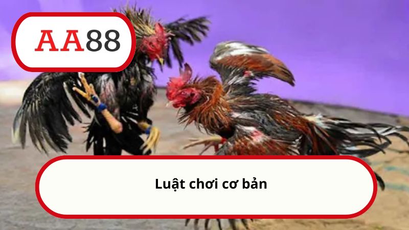 Cách đá gà mạng luôn thắng - Mẹo chơi hiệu quả cùng AA88 2 Luật chơi cơ bản