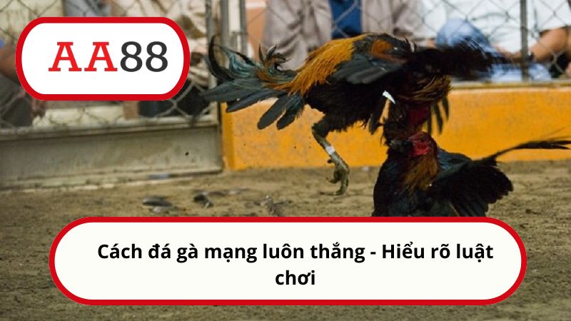 Cách đá gà mạng luôn thắng - Mẹo chơi hiệu quả cùng AA88 3 Cách đá gà mạng luôn thắng - Hiểu rõ luật chơi
