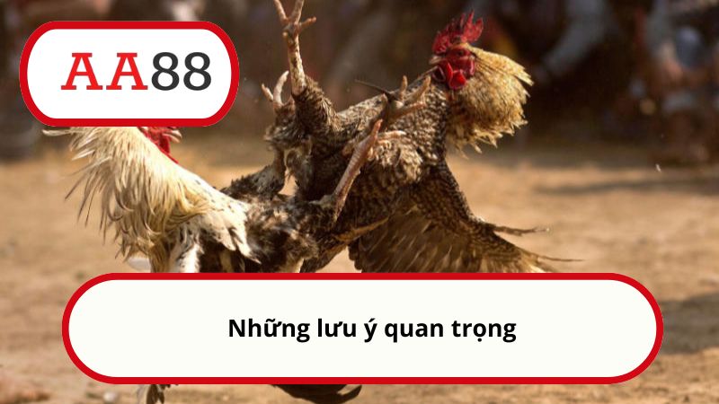 Cách đá gà mạng luôn thắng - Mẹo chơi hiệu quả cùng AA88 5 Những lưu ý quan trọng