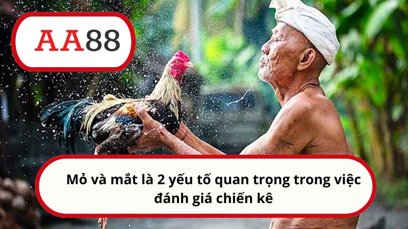 Cách xem màu mạng gà chọi của AA88: Chọn chiến kê bất bại 3 Mỏ và mắt là 2 yếu tố quan trọng trong việc đánh giá chiến kê