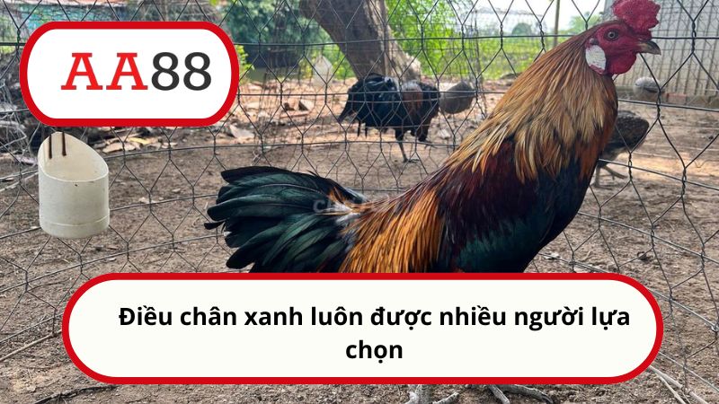 Cách xem màu mạng gà chọi của AA88: Chọn chiến kê bất bại 4 Điều chân xanh luôn được nhiều người lựa chọn