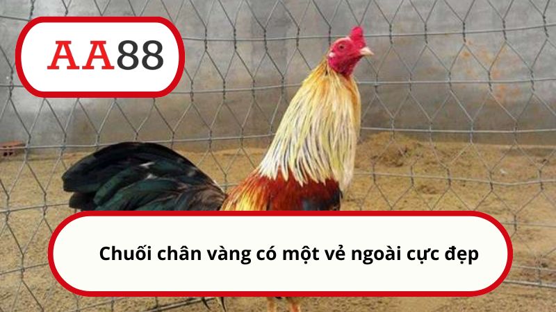 Cách xem màu mạng gà chọi của AA88: Chọn chiến kê bất bại 5 Chuối chân vàng có một vẻ ngoài cực đẹp