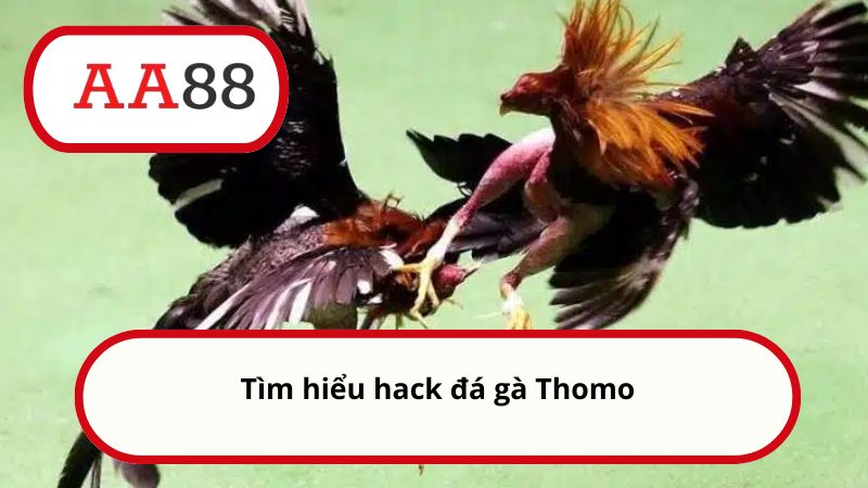 Hack đá gà Thomo - Tìm hiểu về tool hack đá gà trực tuyến 1 Tìm hiểu hack đá gà Thomo