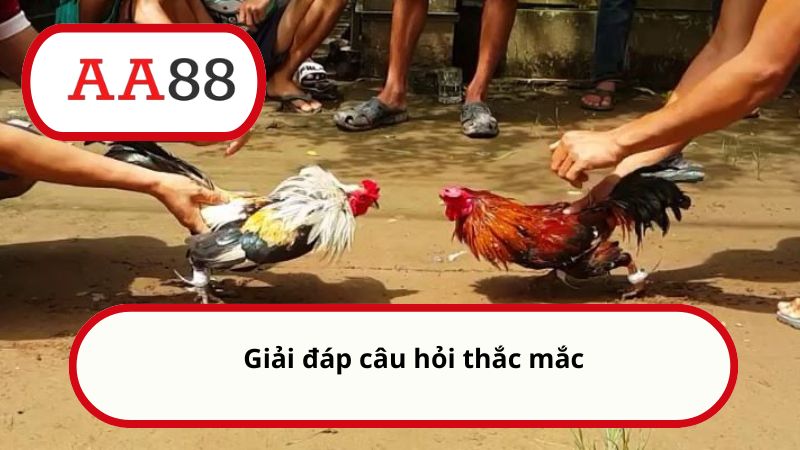 Hack đá gà Thomo - Tìm hiểu về tool hack đá gà trực tuyến 5 Giải đáp câu hỏi thắc mắc