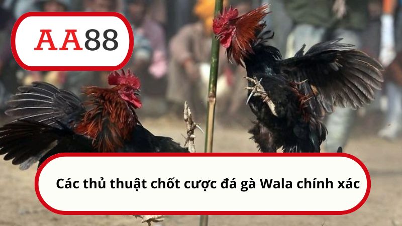 Wala là gì? Cách cược kèo chuẩn xác từ A đến Z cho newbie 5 Các thủ thuật chốt cược đá gà Wala chính xác
